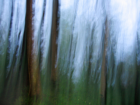 Nature In Motion