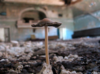 Life Amongst Decay, The Masonic Temple
